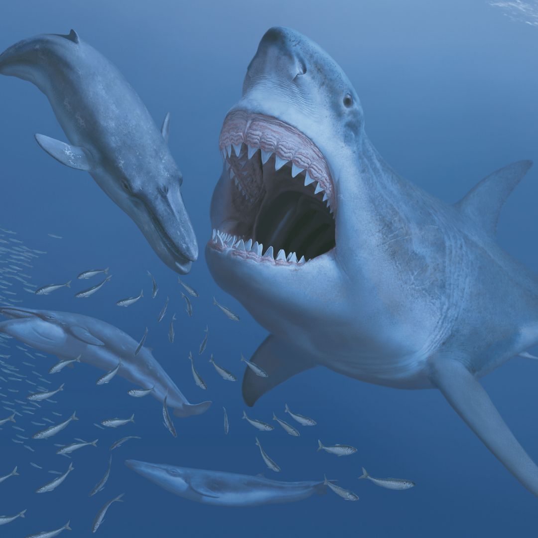 A Giant Prehistoric Shark Called The Megalodon Once Dominated The Seas