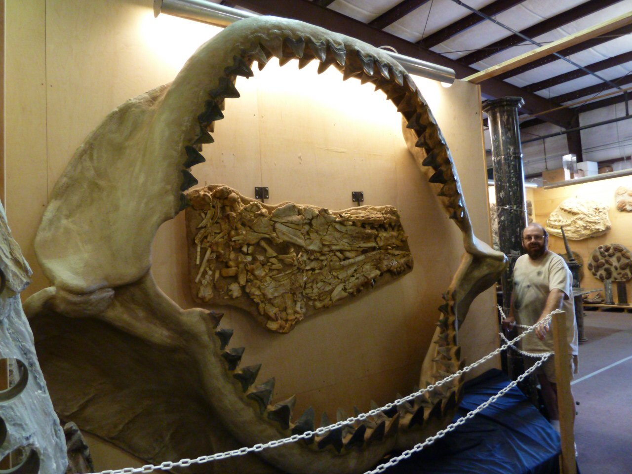 Behind Megalodon: The Giant Ancient Shark That Totally Vanished