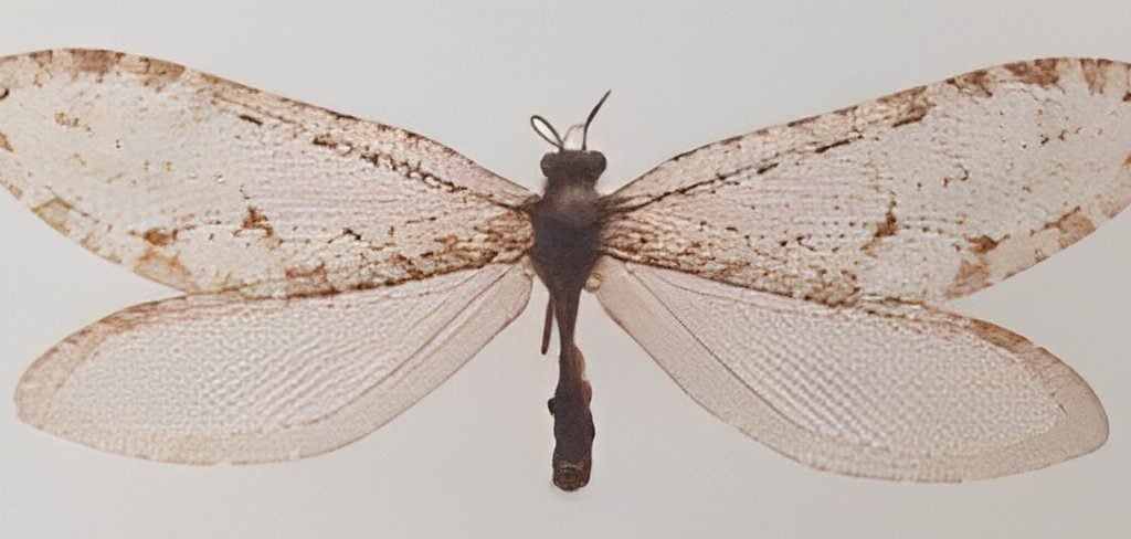 a-bug-flies-into-walmart-turns-out-to-be-a-rare-jurassic-era-insect